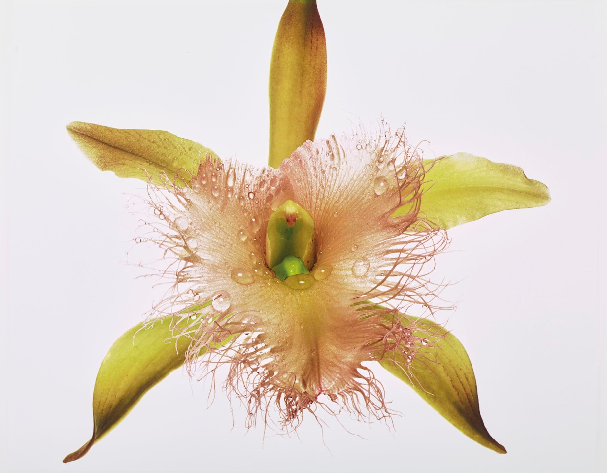 Orchid, Rhyncholaelia Digbyana, New York by Irving Penn
