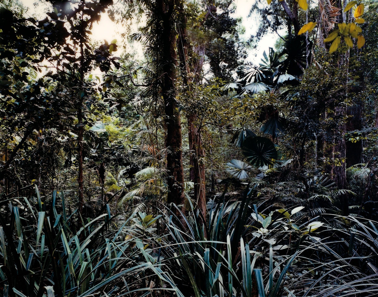 Paradise 7, Daintree / Australia by Thomas Struth