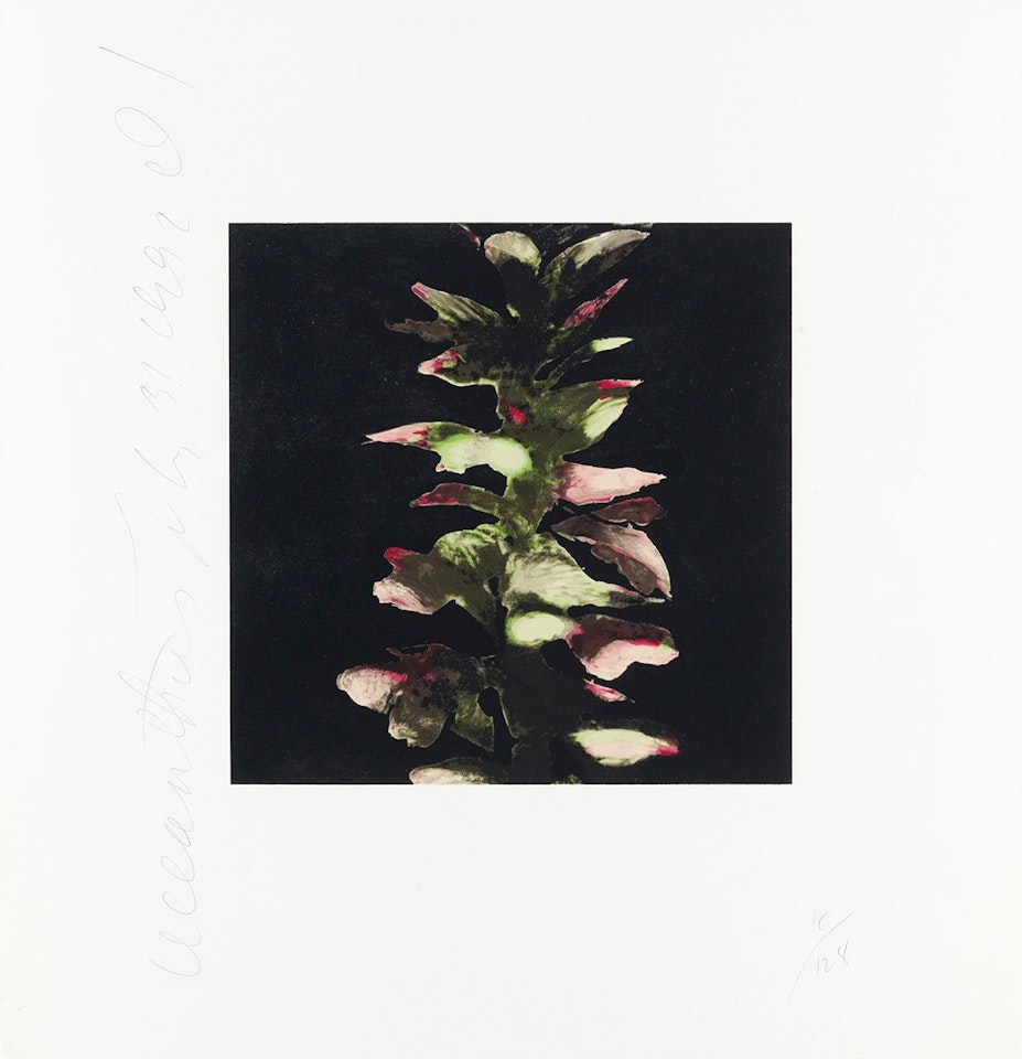 Acanthus by Donald Sultan