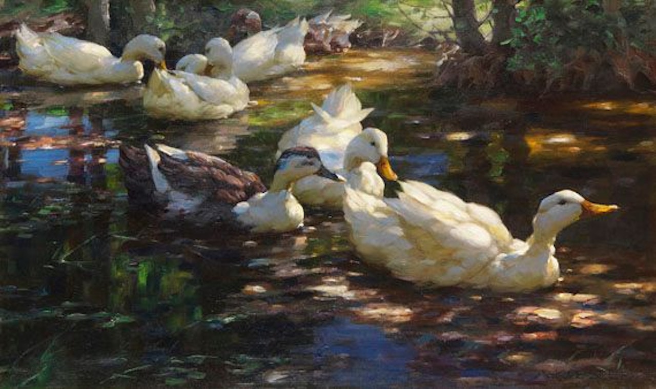 Sieben Enten im schattigen Waldteich by Alexander Koester