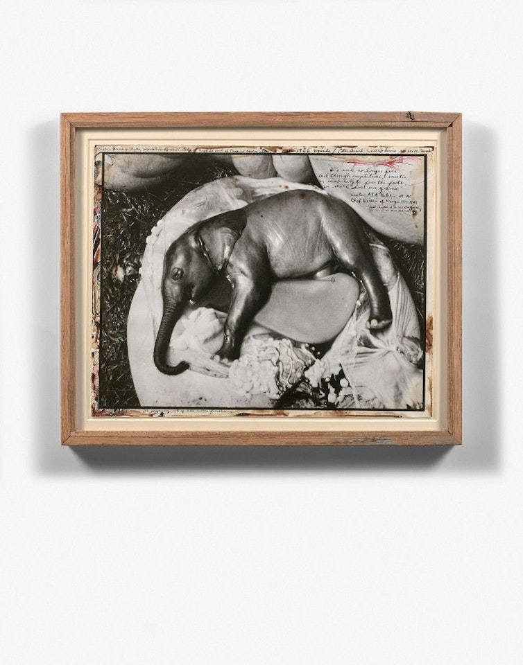 UGANDA (ELEPHANT EMBRYO) by Peter Beard