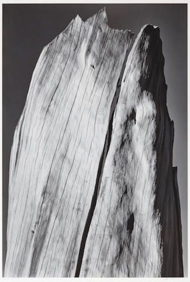 White Stump, Sierra Nevada, California, from "Portfolio V" by Ansel Adams