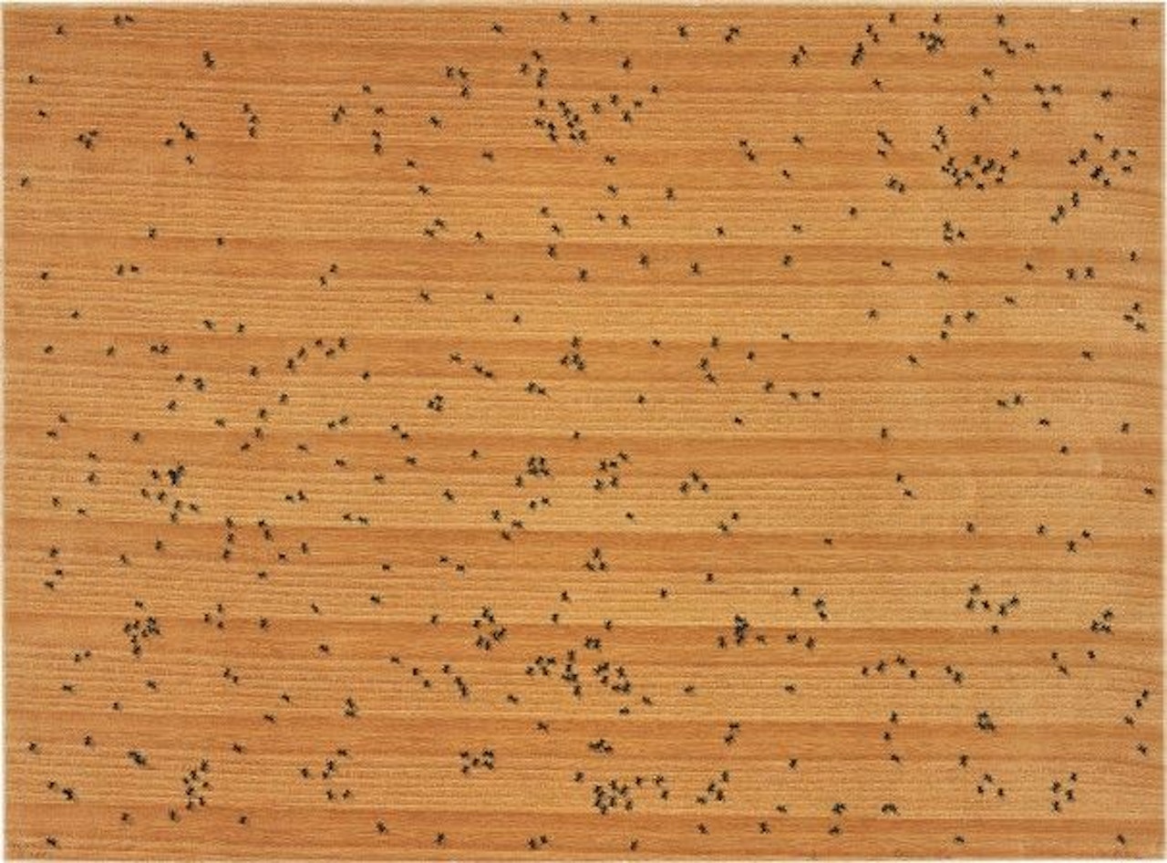 Black Ants, from Insects by Ed Ruscha
