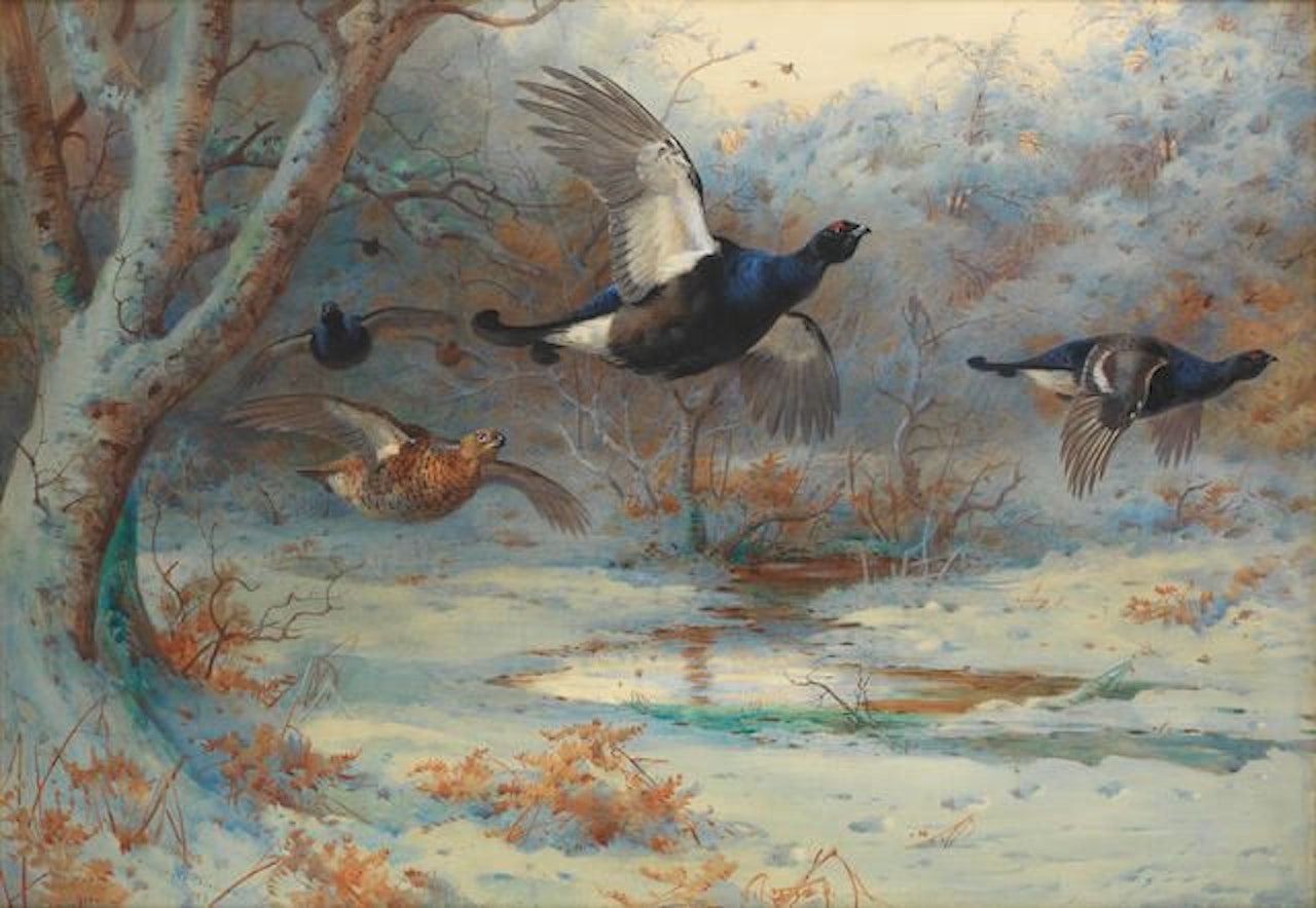 Blackgame in woodland, winter by Archibald Thorburn