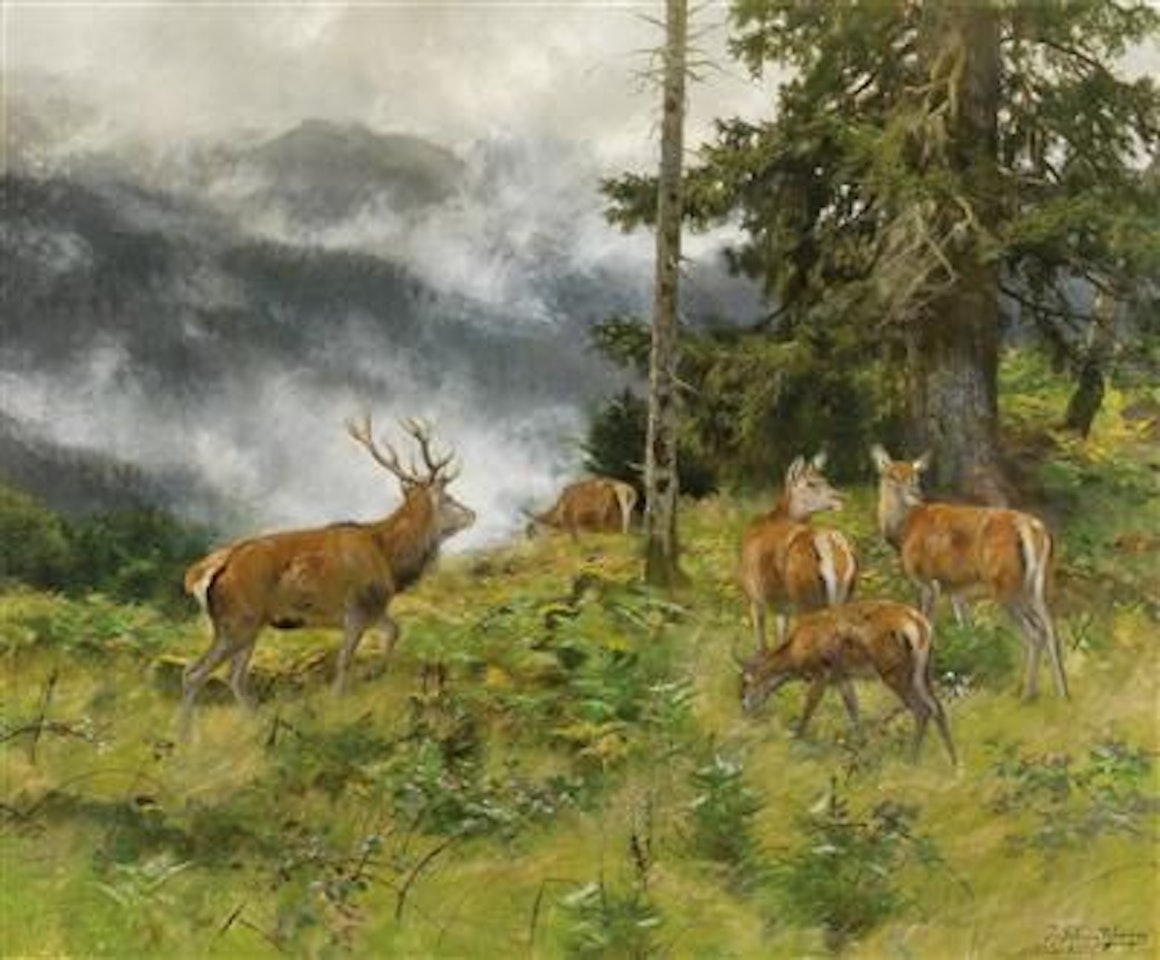 Red Deer in the Morning Mist by Josef Schmitzberger