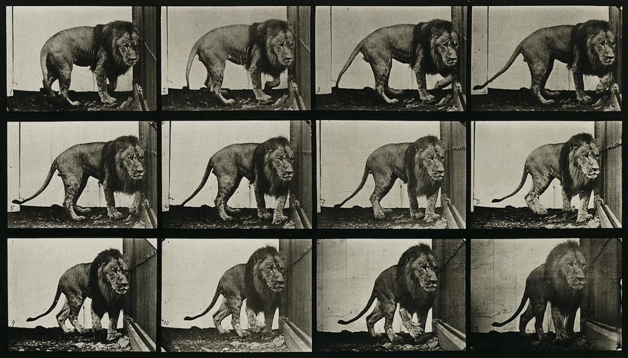 Animal Locomotion Depicting Animals by Eadweard Muybridge