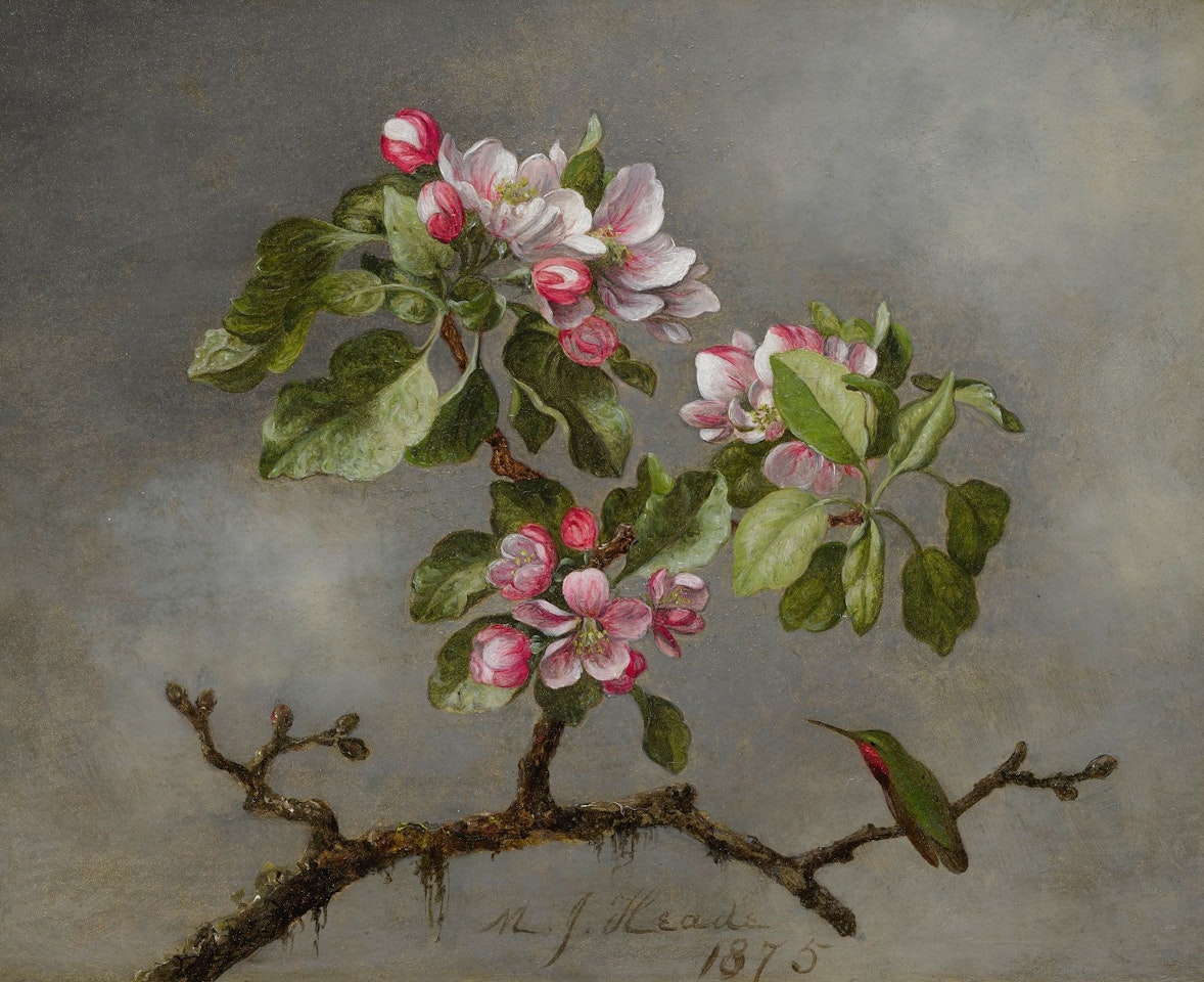 APPLE BLOSSOMS AND HUMMINGBIRD  by Martin Johnson Heade