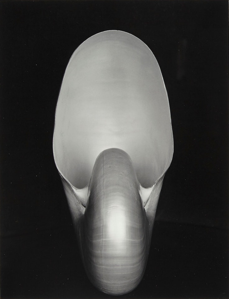 Shell by Edward Weston