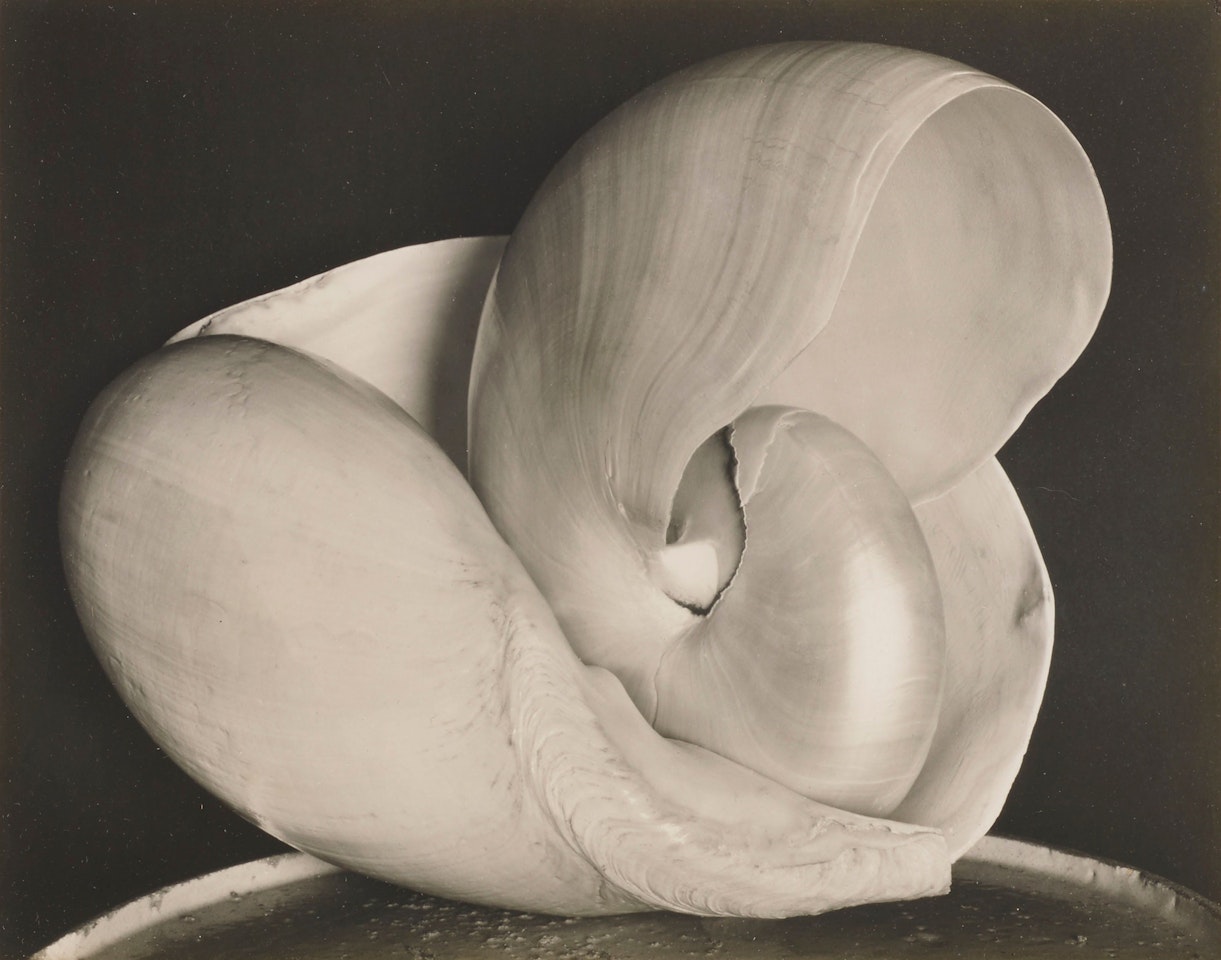 Shells 6S by Edward Weston
