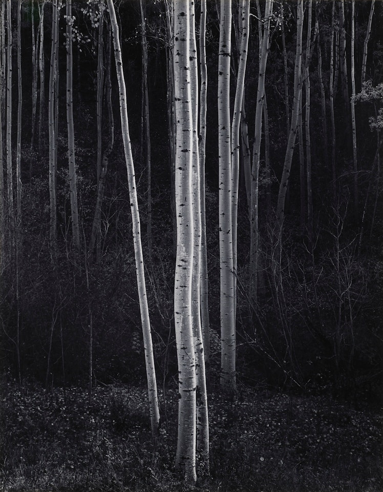 Aspens, Northern New Mexico, 1958 by Ansel Adams