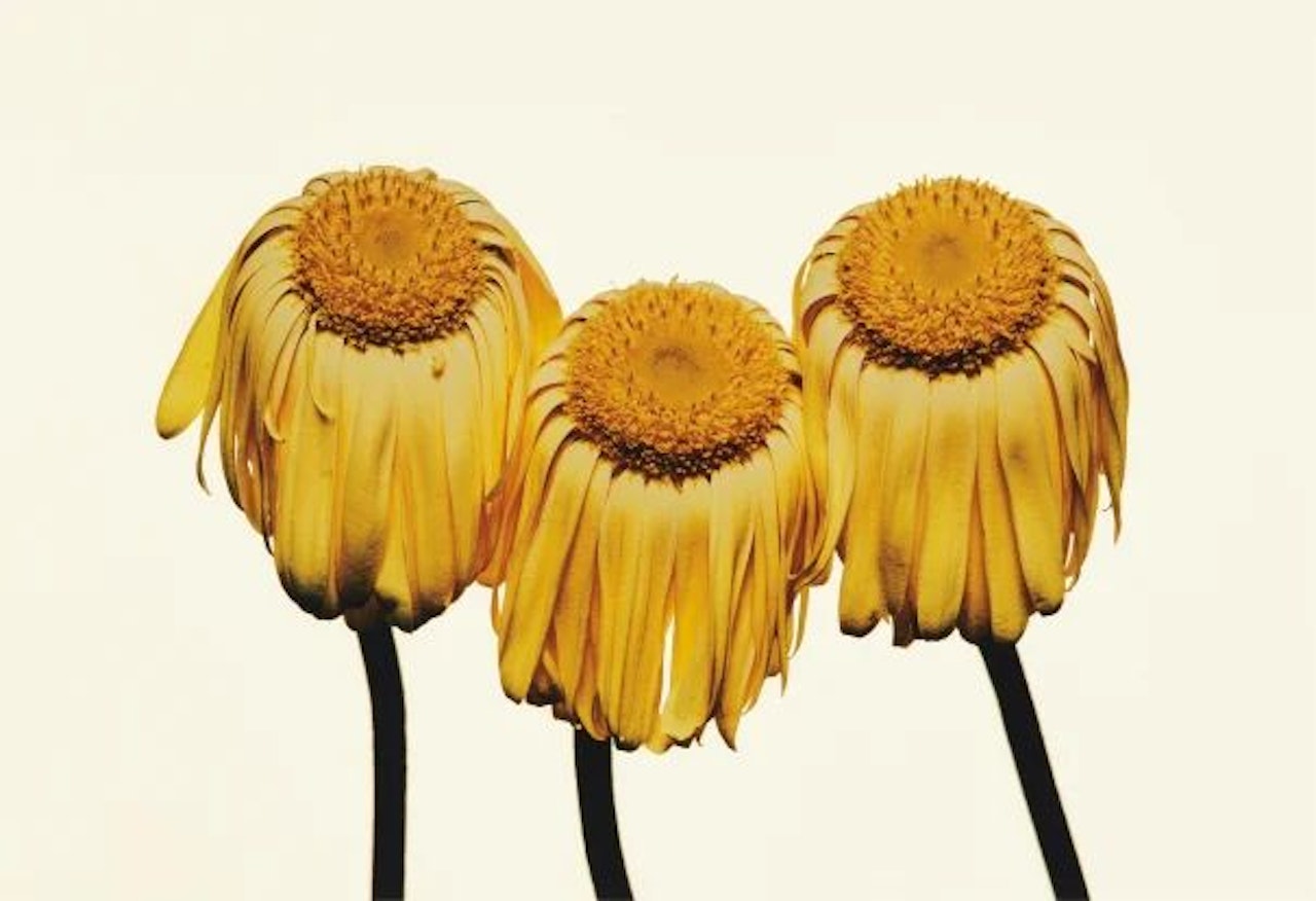 Gerbera Daisy/Gerbera jamesonii "Husky," New York by Irving Penn