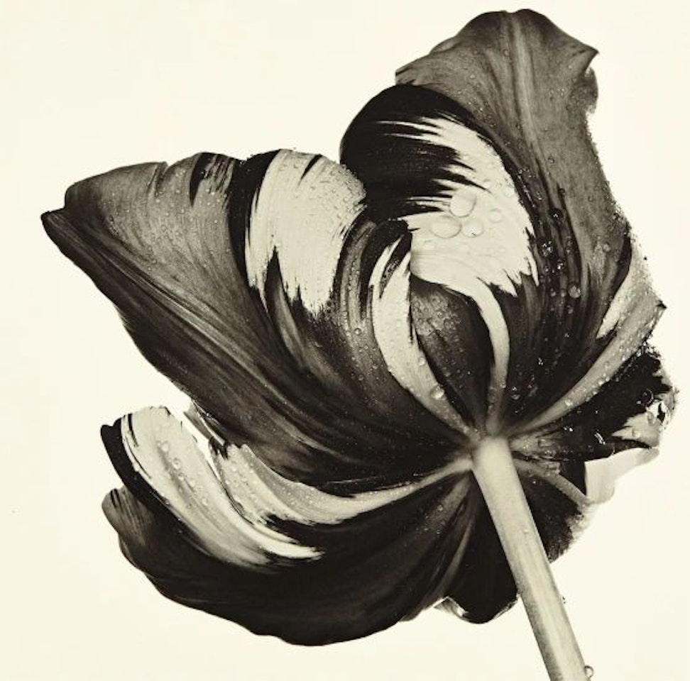 Cottage Tulip: Sorbet, New York, 1967 by Irving Penn