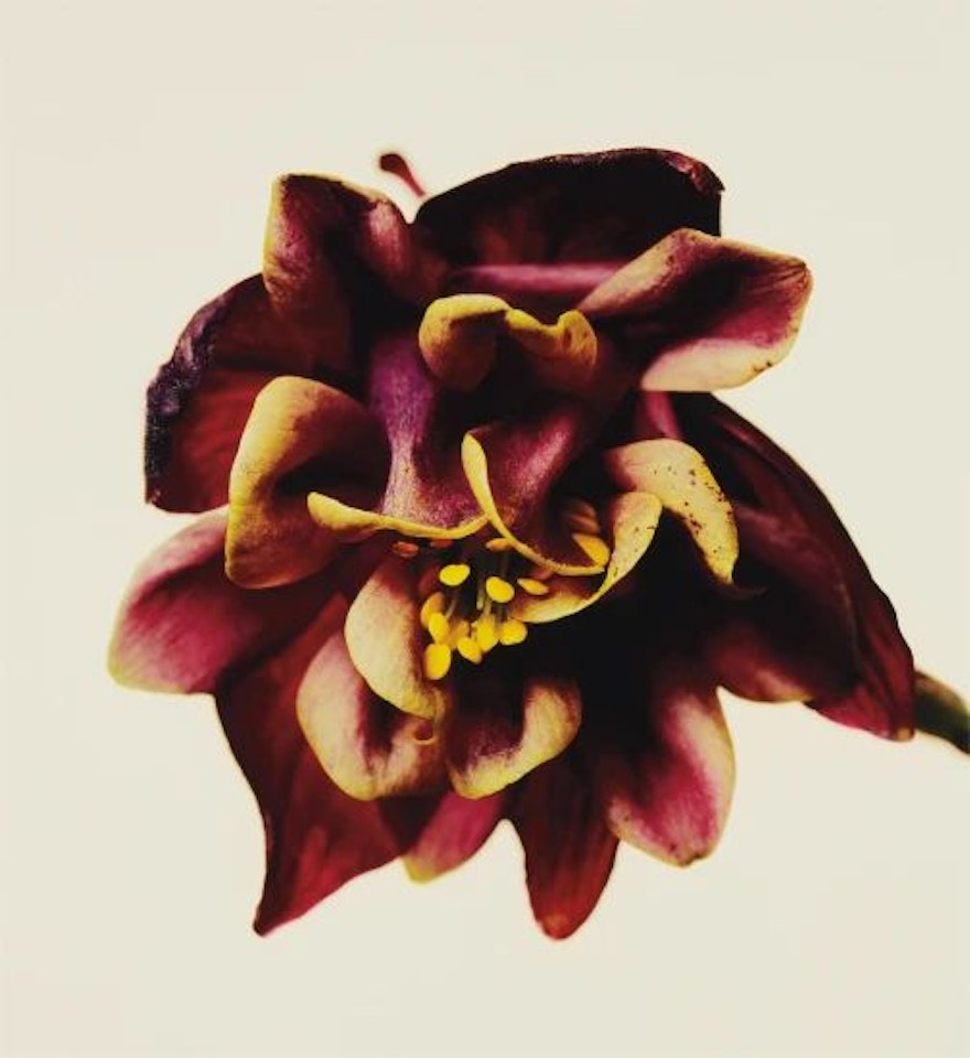 Columbine/Aquilegia vulgaris: William Guiness, New York by Irving Penn