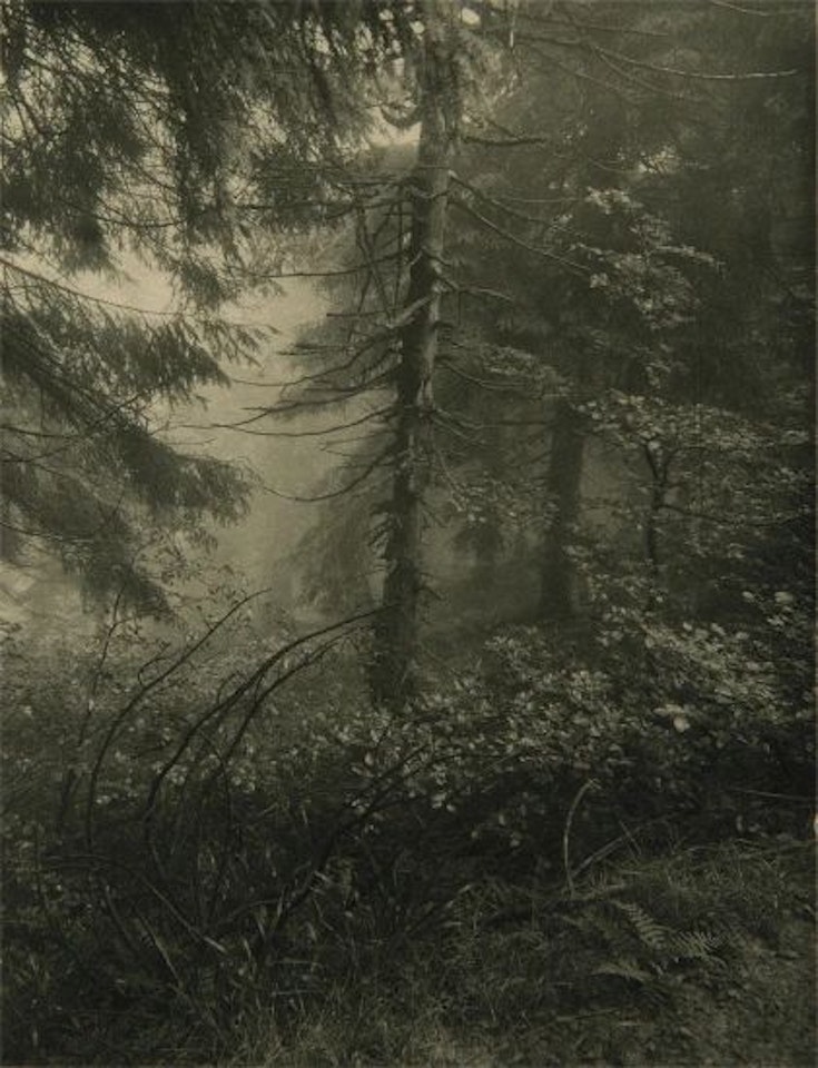 Untitled (forest) by Josef Sudek