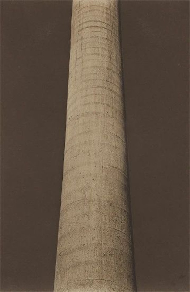Palm Trunk, Cuernavaca by Edward Weston