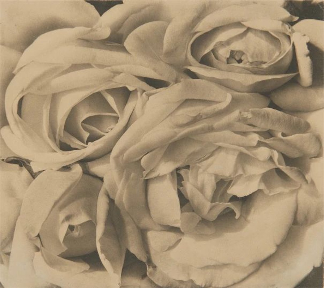 Roses, Mexico by Tina Modotti