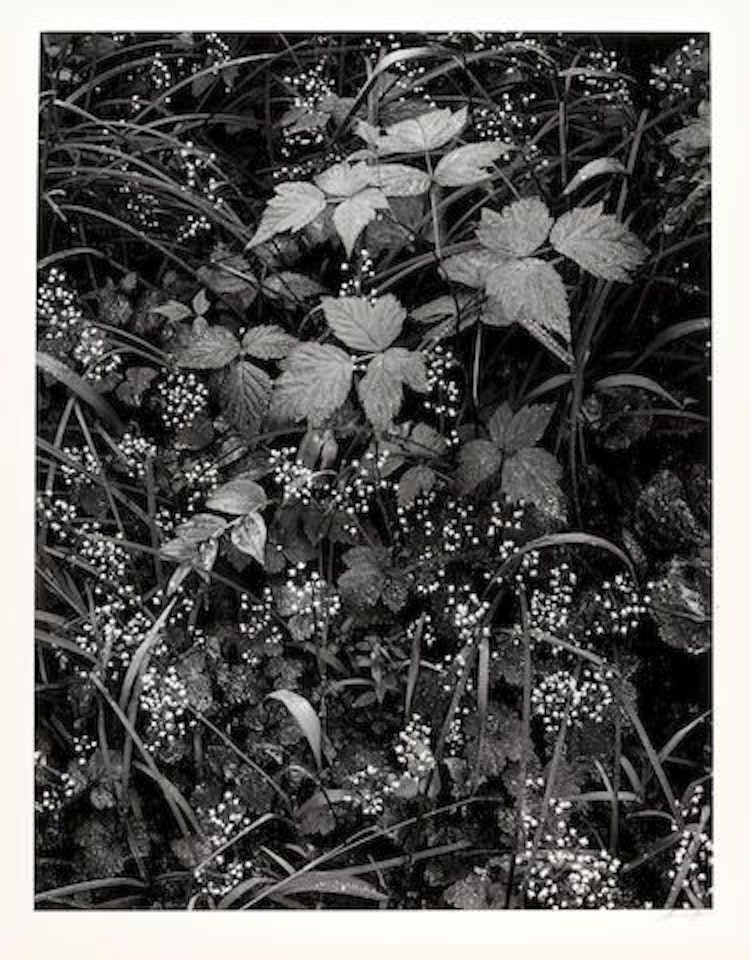 Trailside, near Juneau, Alaska, 1947 by Ansel Adams