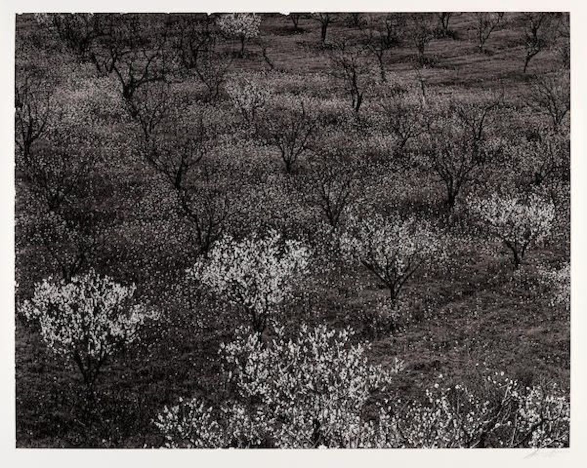 Orchard, Portola Valley, California, c. 1940 by Ansel Adams