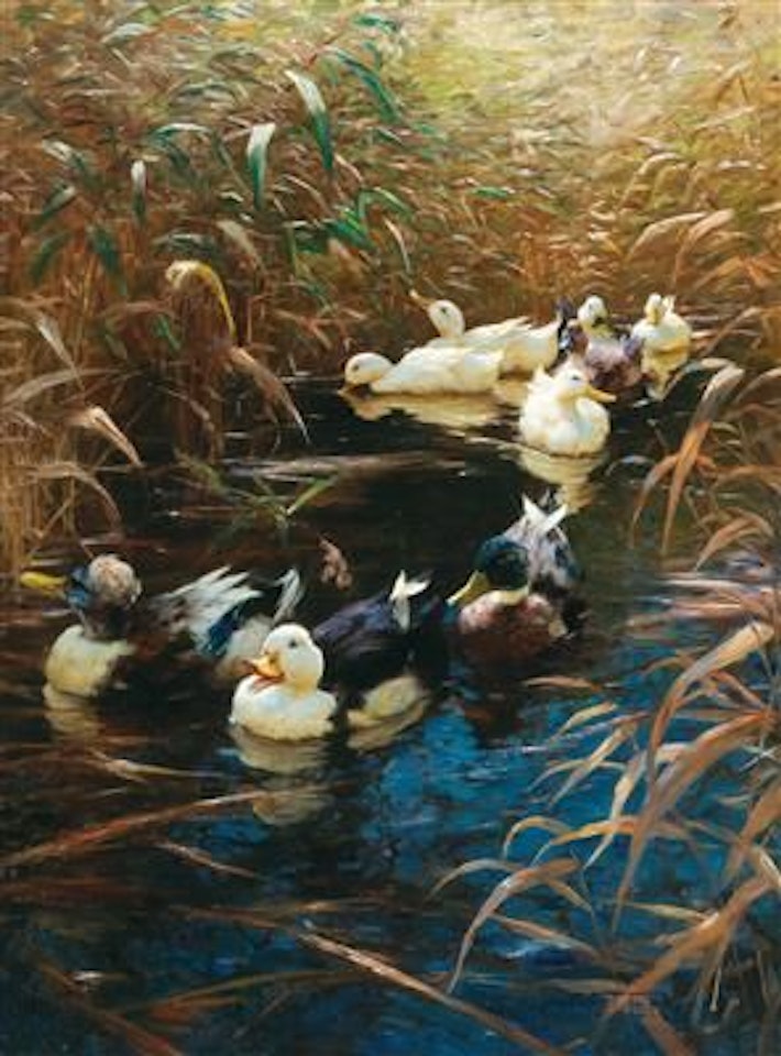 Ducks in autumn reeds by Alexander Koester