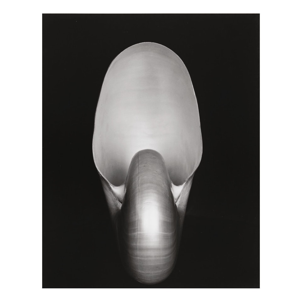 'SHELL' by Edward Weston