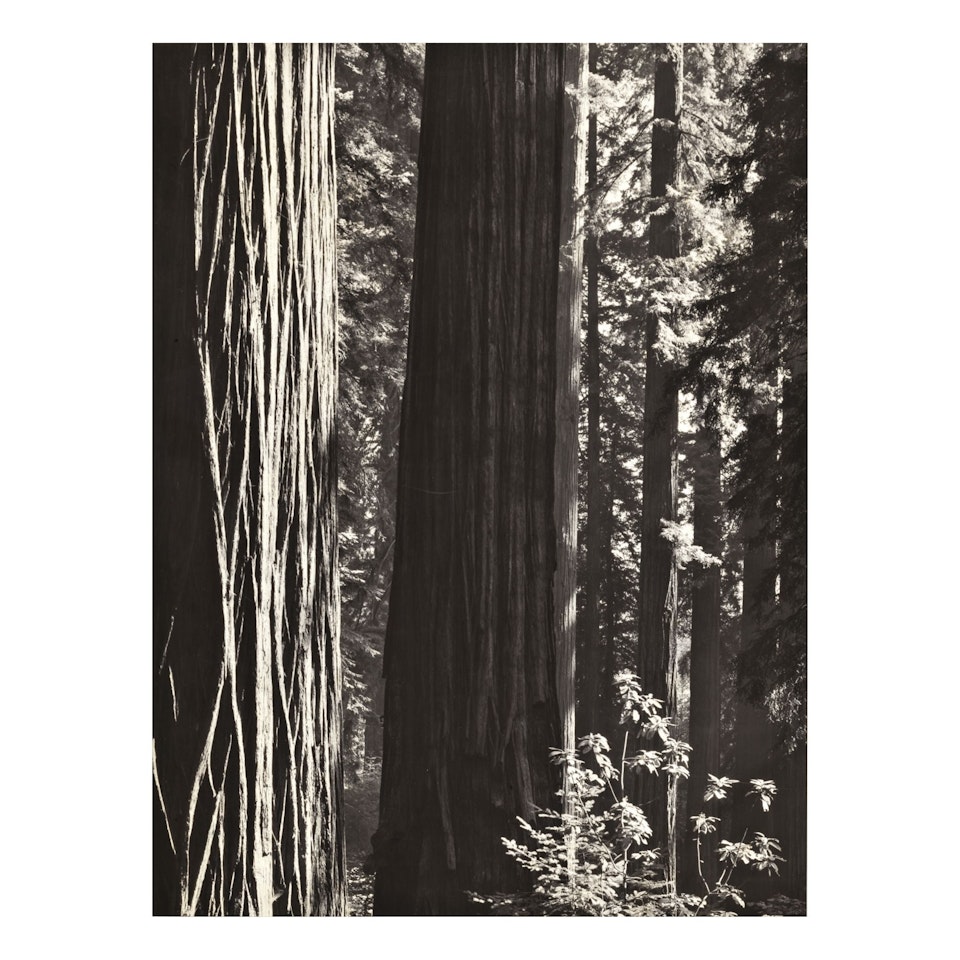 REDWOODS, RICHARDSON GROVE, CALIFORNIA (DETAIL), 1932 by Ansel Adams