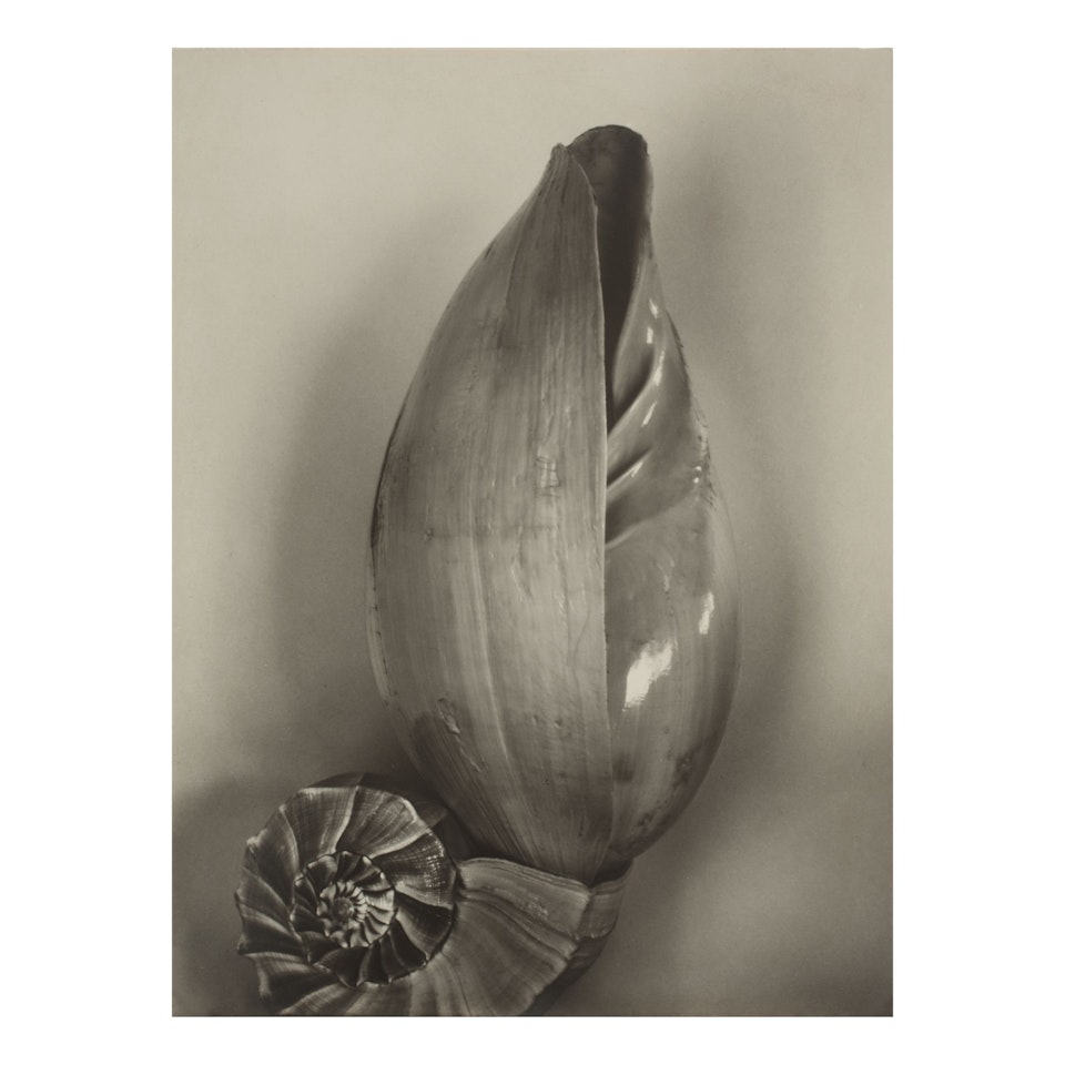 SHELLS (3S) by Edward Weston
