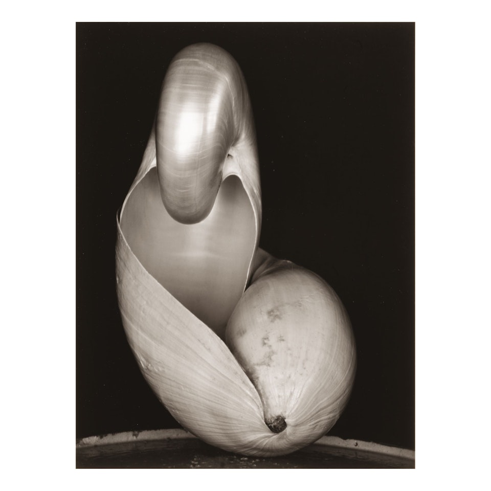 'SHELL' by Edward Weston