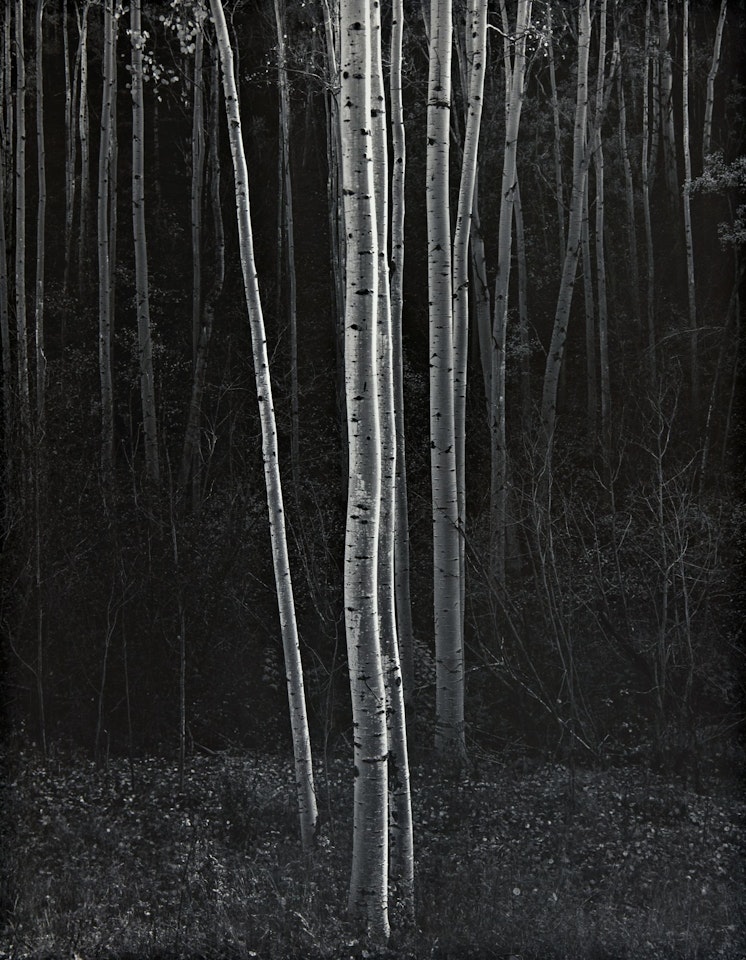 'ASPENS, NORTHERN NEW MEXICO', 1958 by Ansel Adams