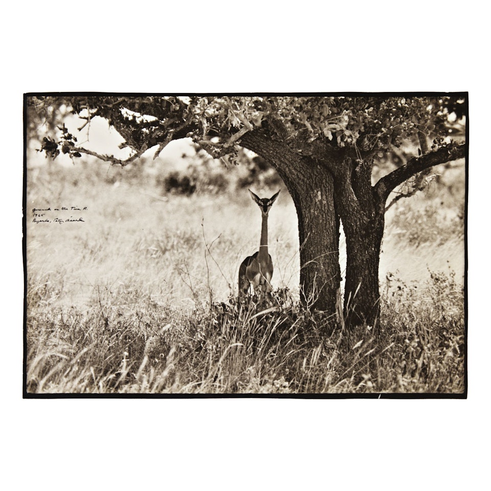 SELECTED IMAGES OF KENYAN WILDLIFE by Peter Beard