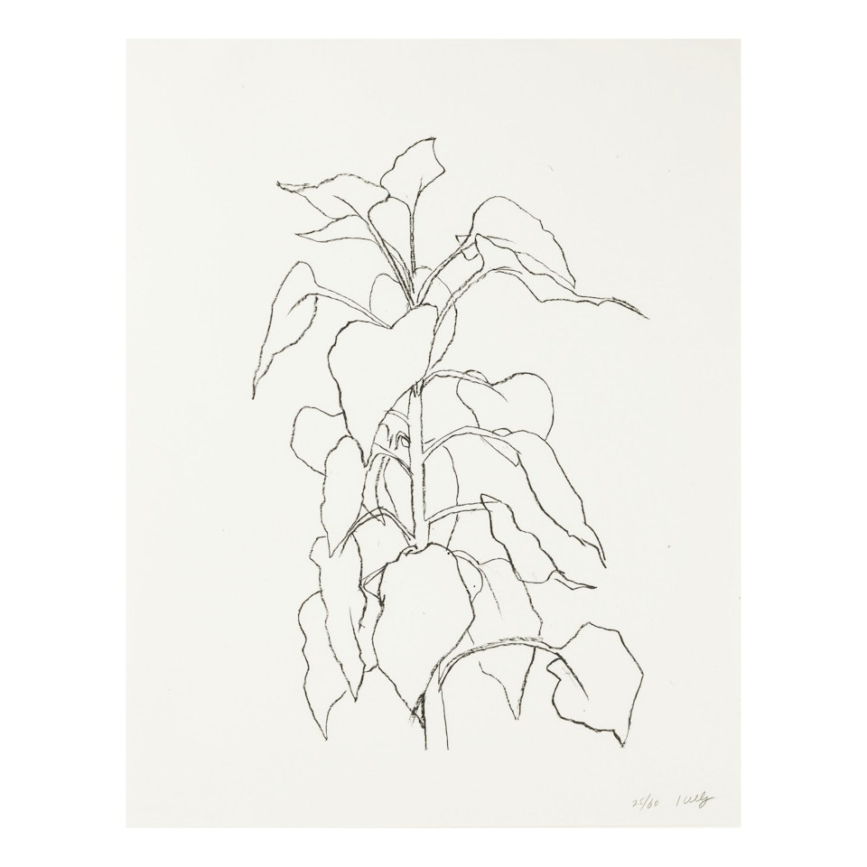 SUNFLOWER II (AXSOM 314) by Ellsworth Kelly