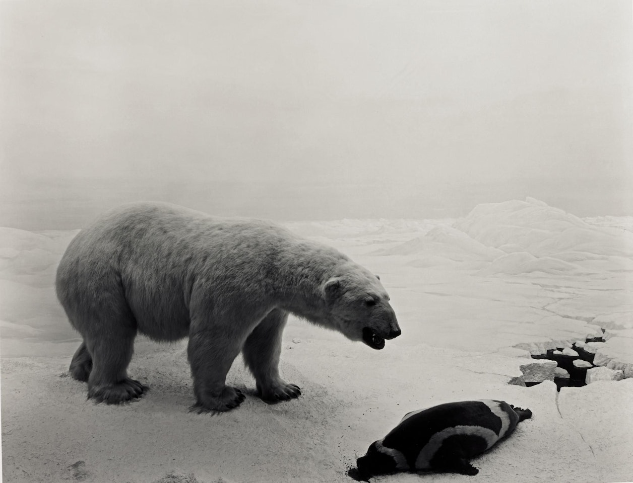 'POLAR BEAR' (FROM THE SERIES DIORAMAS) by Hiroshi Sugimoto