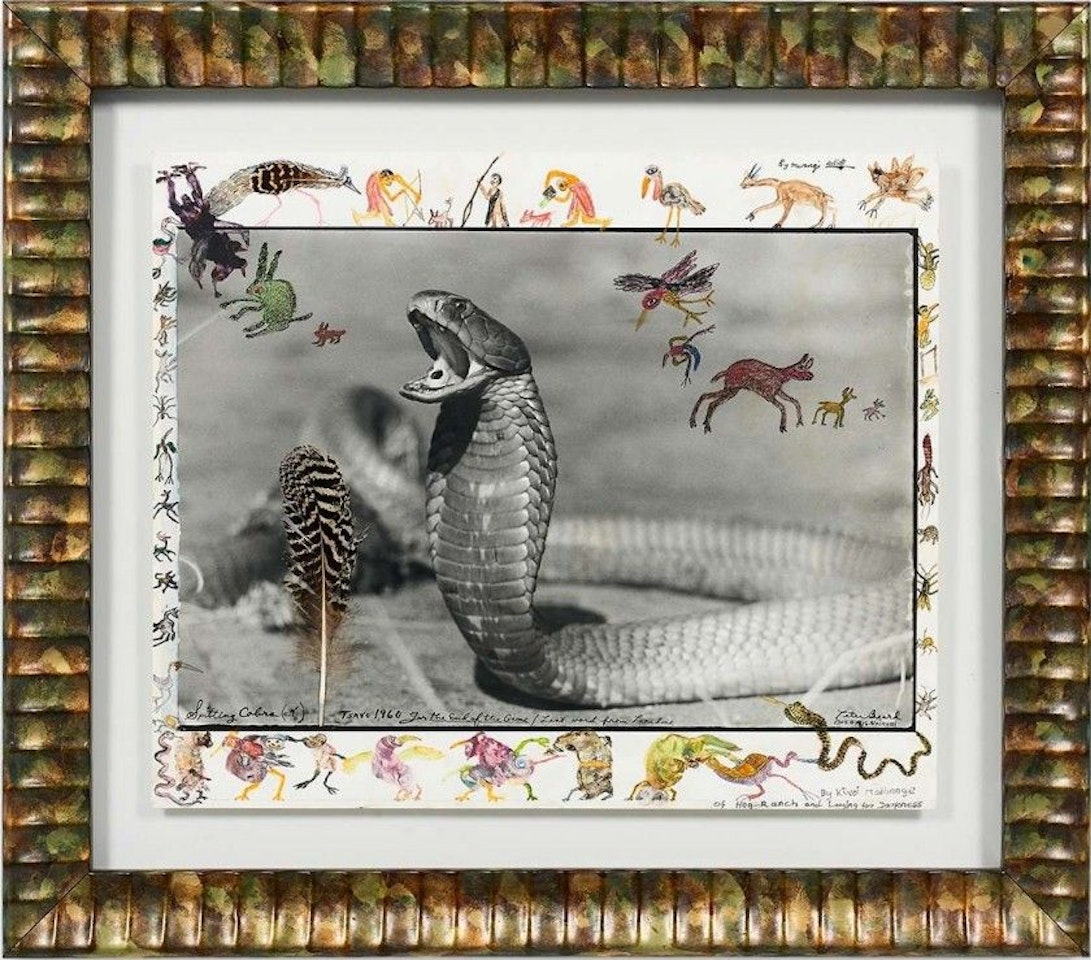 Spitting Cobra, Tsavo by Peter Beard
