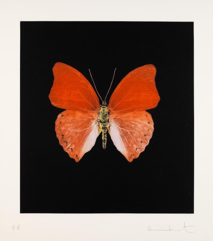 Orange Butterfly by Damien Hirst