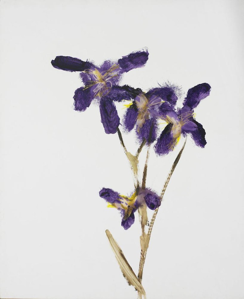 Irises by Sidney Nolan