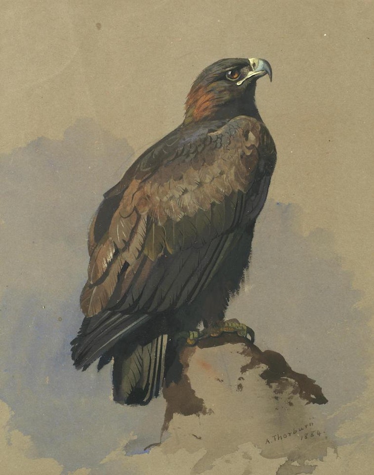 Golden Eagle by Archibald Thorburn