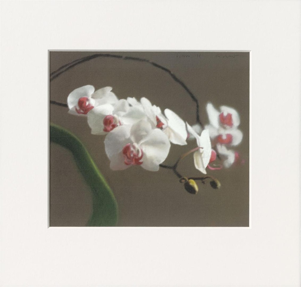 Orchidee VI by Gerhard Richter