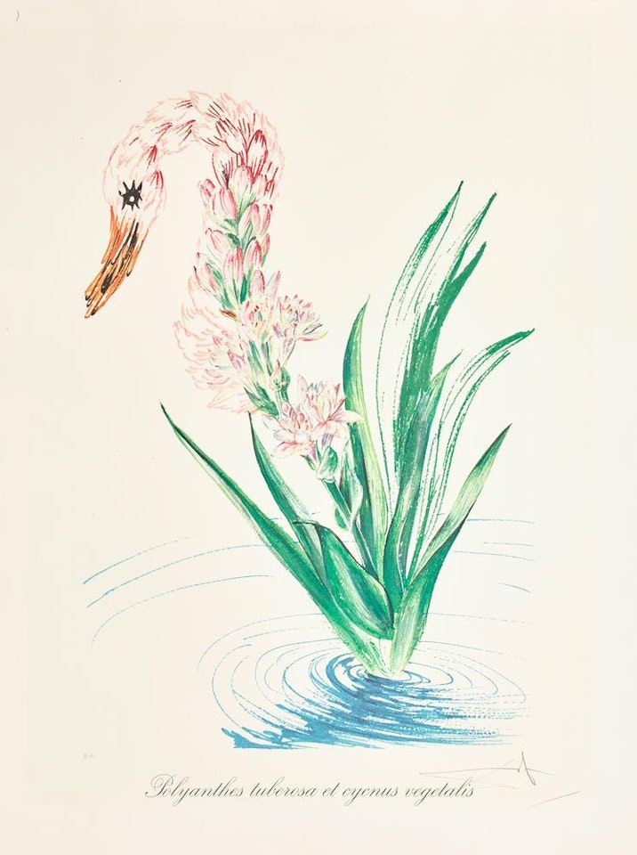 Water-Hybiscus (and Swan) (F. 72-7C) by Salvador Dali