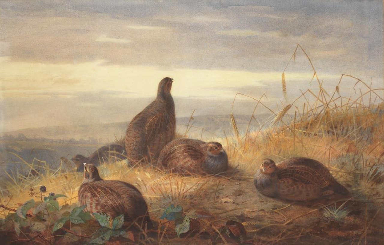 The covey at daybreak by Archibald Thorburn