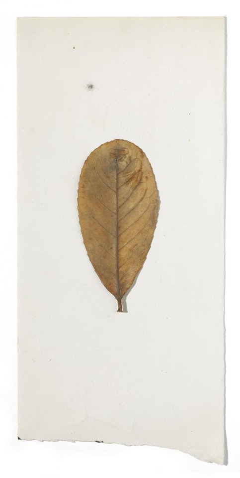 Laurocerasus by Joseph Beuys