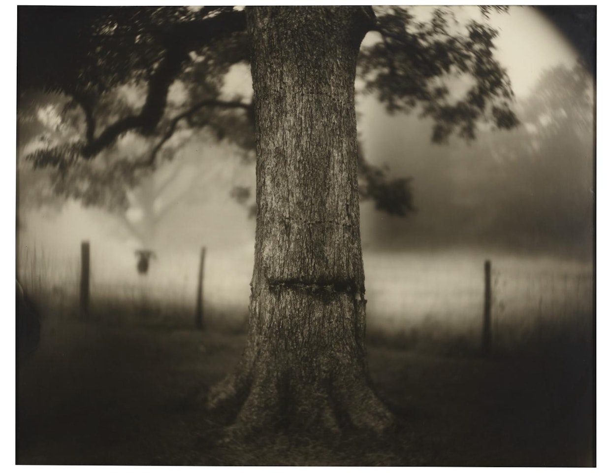Untitled (Deep South #1, Scarred Tree), 1998 by Sally Mann