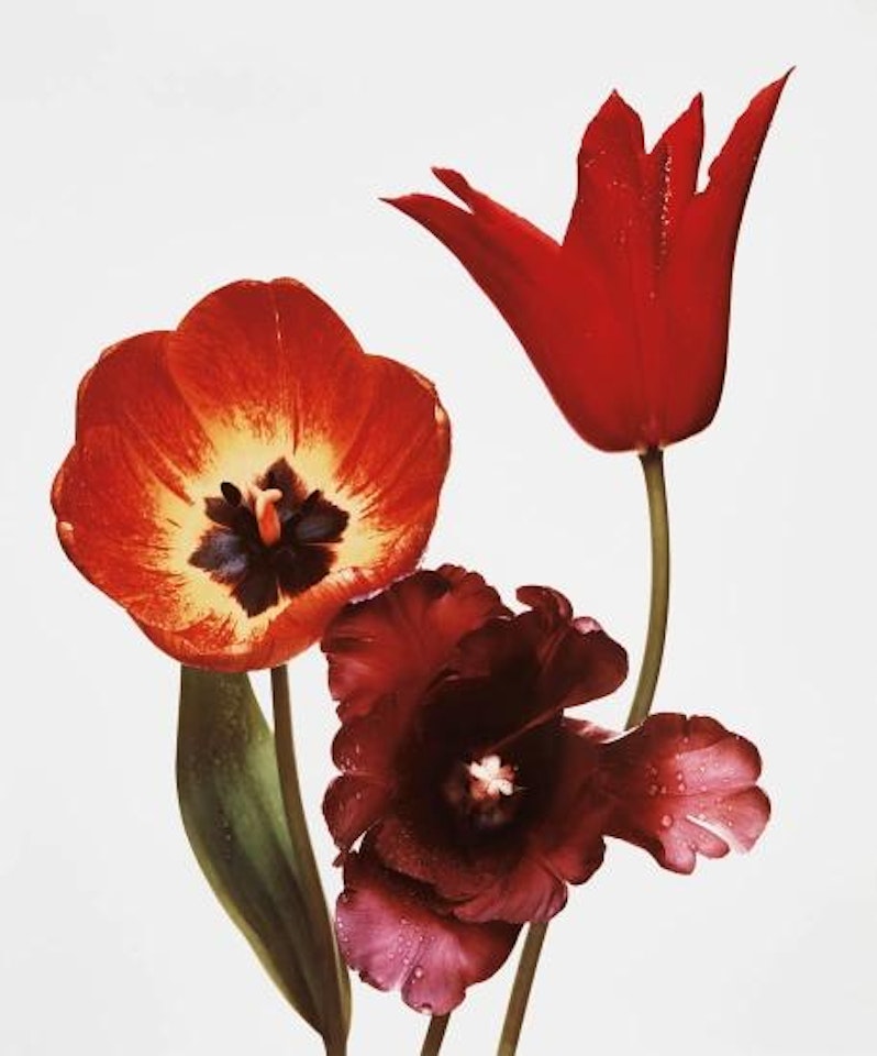 Three Tulips (Red Shine, Black Parrot, Gudoshnik), New York, 1967 by Irving Penn