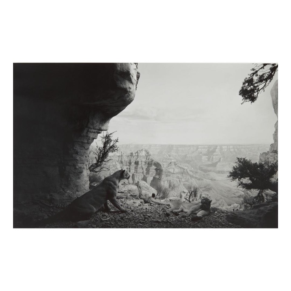MOUNTAIN LION (#109) by Hiroshi Sugimoto