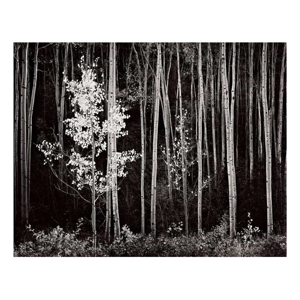 'ASPENS, NORTHERN NEW MEXICO', 1958 by Ansel Adams