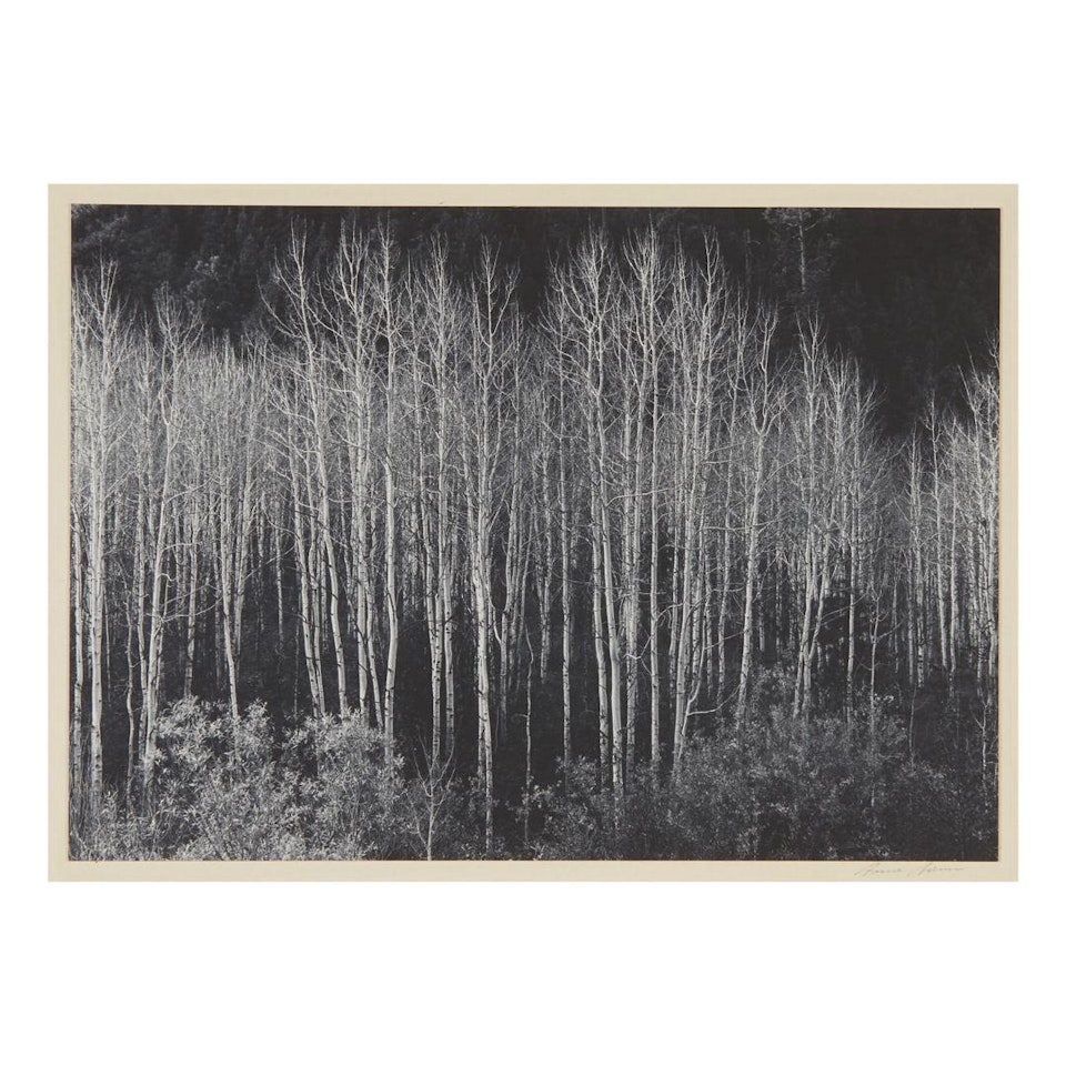 ASPENS, DAWN, DOLORES RIVER CANYON, AUTUMN, COLORADO, 1937 by Ansel Adams