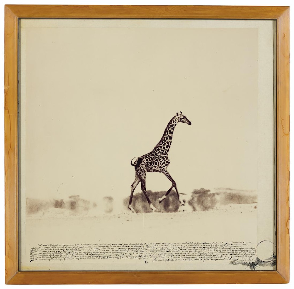 Running Giraffe by Peter Beard