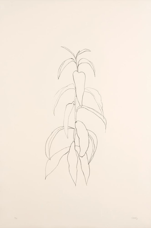 Peach Branch (A. 93; G. 529) by Ellsworth Kelly