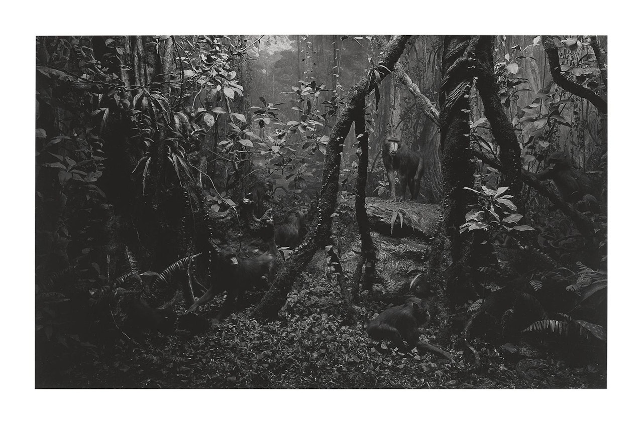 MANDRILL by Hiroshi Sugimoto