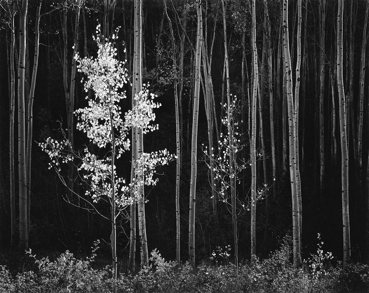 Aspens, Northern New Mexico, 1958 by Ansel Adams