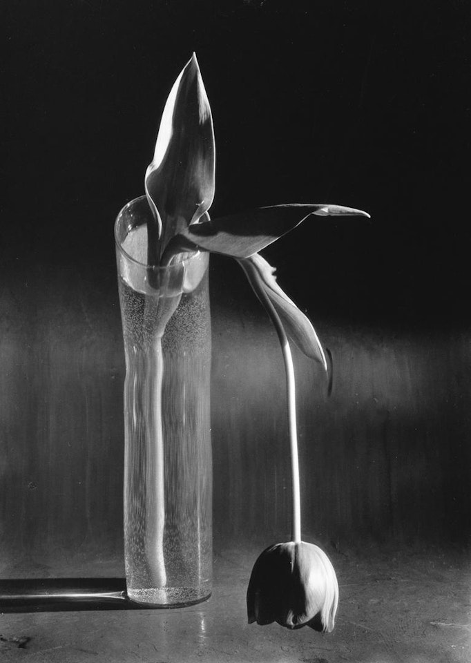 Melancholic Tulip, 1939 by André Kertész