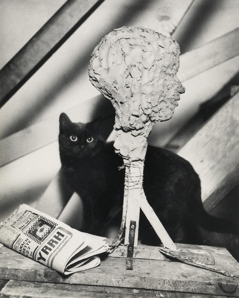 Cat, Paris, 1926 by André Kertész